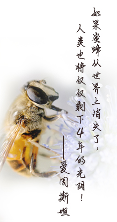 如果蜜蜂从世界上消失了，人类也将仅剩下4年的光阴